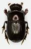 Microcopris reflexus